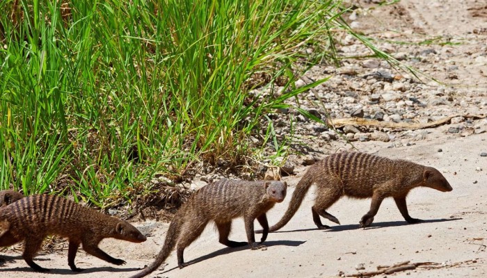 Tanzania Seasons & Safari Tips