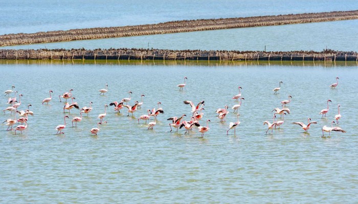 Tanzania Seasons & Safari Tips