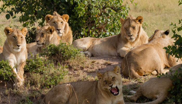 Safari Essentials: What to Pack