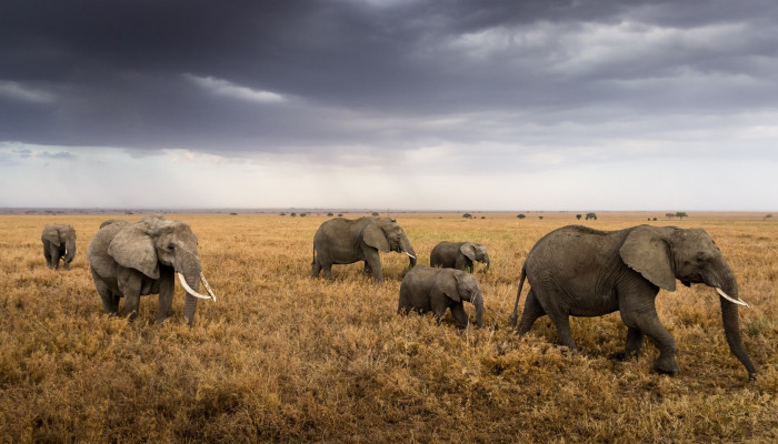 Explore the Serengeti with SafariBeyondAdventures