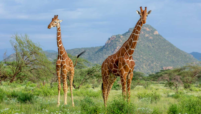 Explore the Serengeti with SafariBeyondAdventures