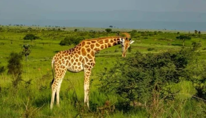 These are just a few examples of the remarkable safari destinations in Tanzania