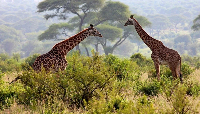 These are just a few examples of the remarkable safari destinations in Tanzania