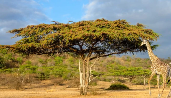 Where can I see the Big Five in Tanzania?