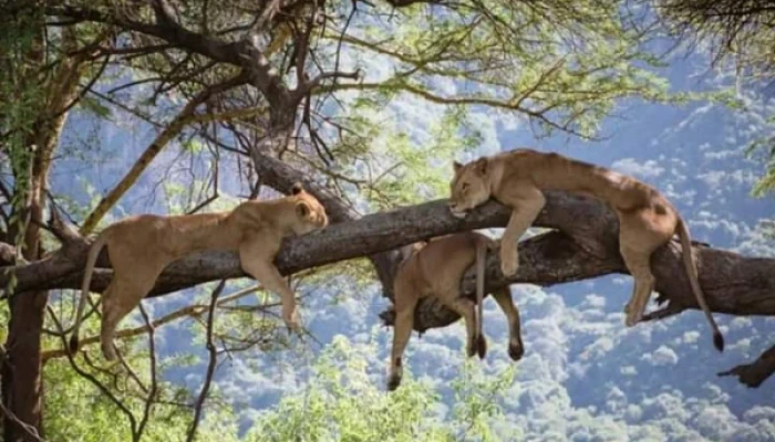 Where can I see the Big Five in Tanzania?