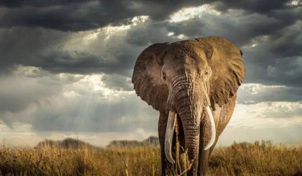 ZANZIBAR TO LAKE MANYARA AND NGORONGORO