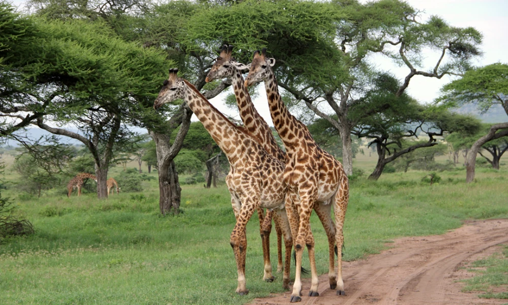 TOUR TO NGORONGORO CRATER