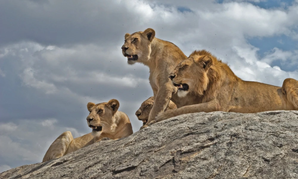 Northern Tanzania Wildlife Extravaganza Tarangire Lake Manyara Ngorongoro and Serengeti