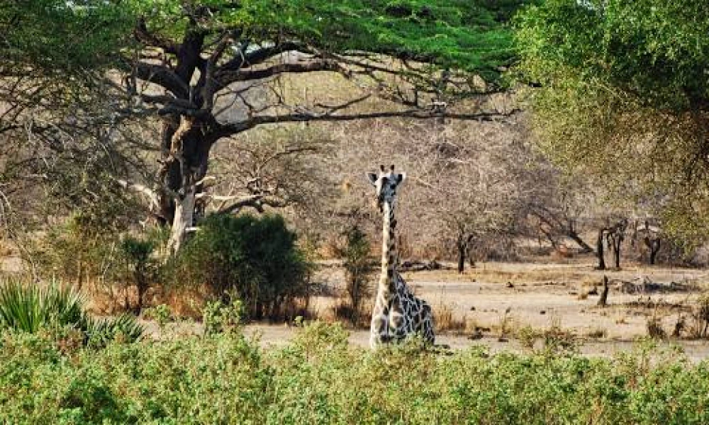 Tanzania Birding Safari Northern Circuit Birdwatching Paradise
