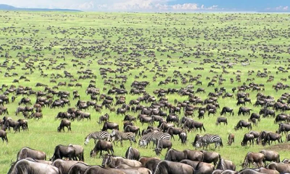 Wildebeest Calving Season Safari in Serengeti