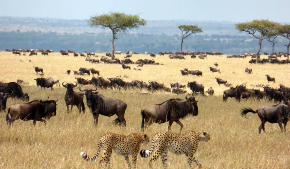 Nyerere National Park